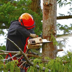 Tree Removal Service