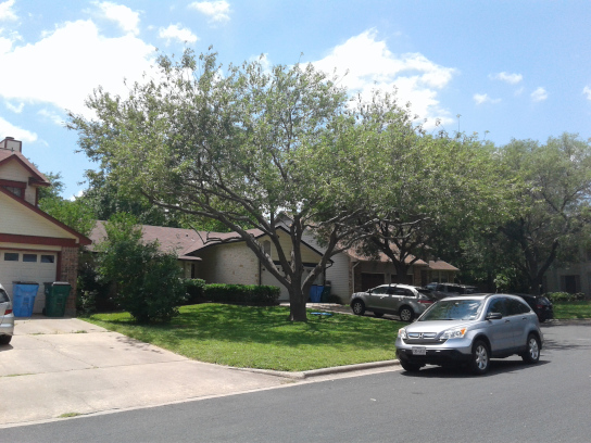 tree trimming before and after - after